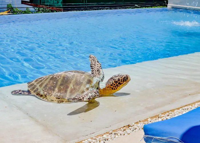 Del Pescador Hotel 4*